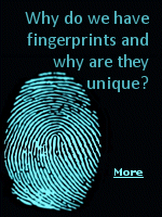 Known as dactyloscopy, a system of fingerprint identification was developed from the work of Sir Francis Galton by Sir Edward R. Henry. Nowadays, fingerprinting is used across the entire world and has many valuable applications. 